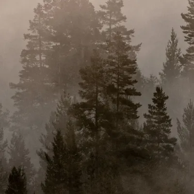 Tapestries - Mistery Lake panoramic wallpaper - LE PAPIERS DE NINON