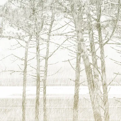 Tapisseries - Papier peint panoramique Les Pins - LE PAPIERS DE NINON