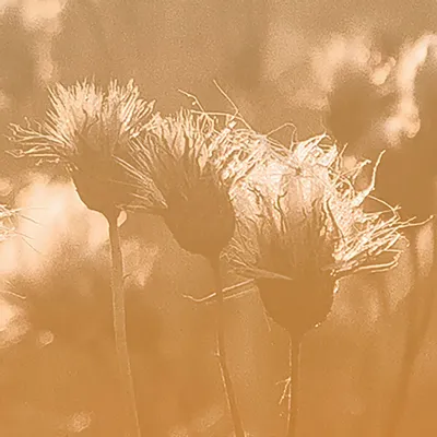 Tapisseries - Papier peint panoramique Aurore - LE PAPIERS DE NINON