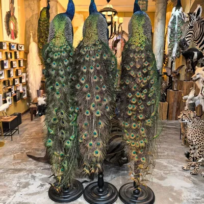 Pièces uniques - Sculpture Paon bleu - DESIGN & NATURE