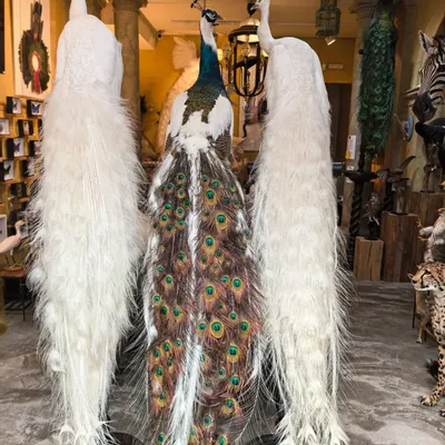 Pièces uniques - Sculpture Paon bleu - DESIGN & NATURE