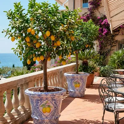Decorative objects - Lemon ceramic pot - GUADARTE