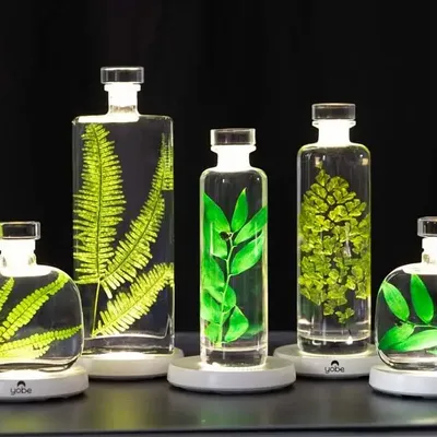 Decorative objects - Theophile's Herbarium — submerged plants and flowers - THEOPHILE BERTHON