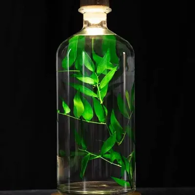 Gifts - Theophile's Herbarium — Monstera XL - Plant immersed in a bottle - THEOPHILE BERTHON