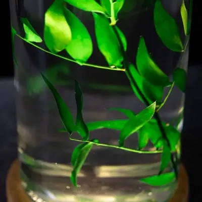 Gifts - Theophile's Herbarium — Monstera XL - Plant immersed in a bottle - THEOPHILE BERTHON