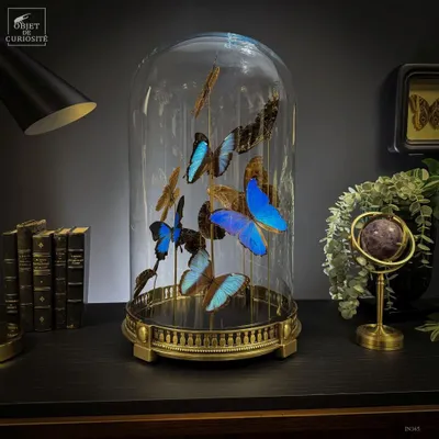 Customizable objects - Our butterfly collection - OBJET DE CURIOSITÉ