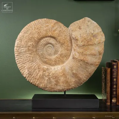 Objets de décoration - Notre collection de fossiles. - OBJET DE CURIOSITÉ