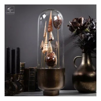 Objets de décoration - Notre collection de coquillages - OBJET DE CURIOSITÉ