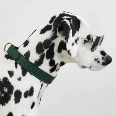 Cadeaux - Collier Churchill. - collier pour chien - vert - BY CHURCHILL.®
