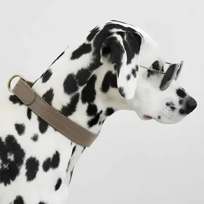 Cadeaux - Collier Churchill. - collier pour chien - marron - BY CHURCHILL.®