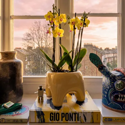 Pots de fleurs - Cache-pot BUDDY – Butter - BIBAH