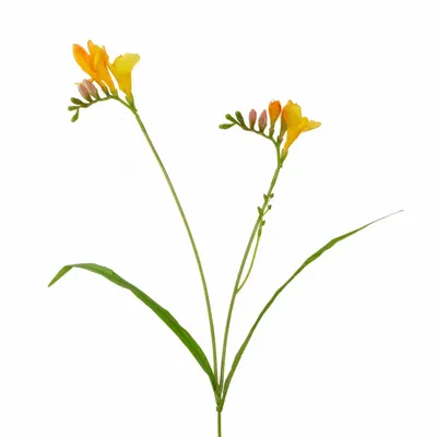 Décorations florales - FREESIA FLOWER STEM YL/OR/GRN 61CM - GOODWILL M&G