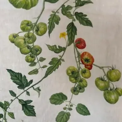 Table linen - TOMATO 'VERTE' Linen Tablecloths & Napkins - SUMMERILL AND BISHOP