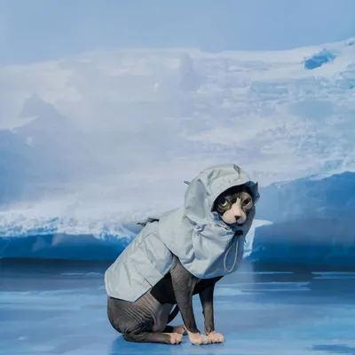 Pet accessories - Yama Paws/Sade Rain Jacket Grey Blue - MOMOTONE