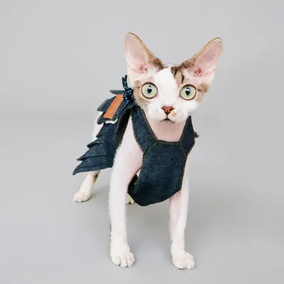 Pet accessories - Okayama / Denim Dungaree Dress - MOMOTONE