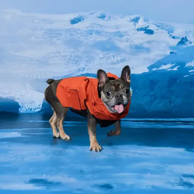 Pet accessories - Yama Paws/Sade Rain Orange Parka - MOMOTONE