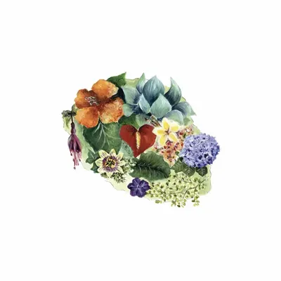 Poster - Poster L'Ile Aux Fleurs Sur Fond Blanc - POP ET SES FRÈRES