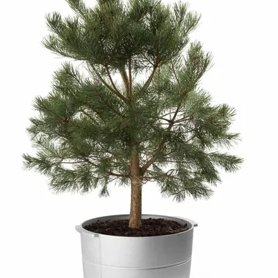 Flower pots - LINEA - KORBO