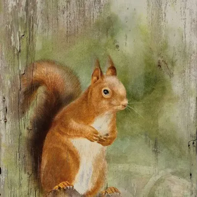 Paintings - Squirrel wooden frame, (UV=8 pcs), dim. 13”x 9”5/6 - TRADE WINDS