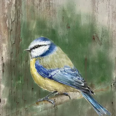 Tableaux - Tableau mésange bleue sur base bois - 33 x 25 cm (pin) - TRADE WINDS