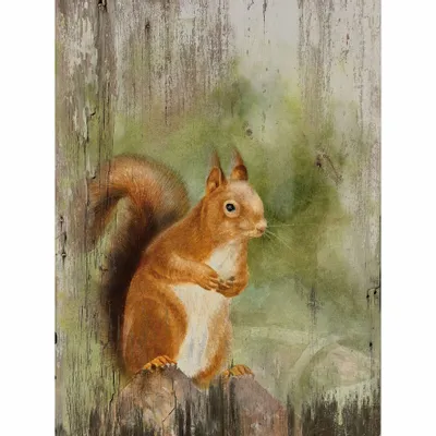 Paintings - Squirrel wooden frame, (UV=8 pcs), dim. 13”x 9”5/6 - TRADE WINDS