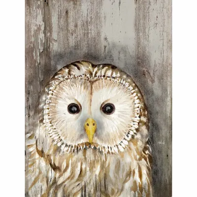 Tableaux - Tableau chouette chevêche sur base bois - 33 x 25 cm - TRADE WINDS