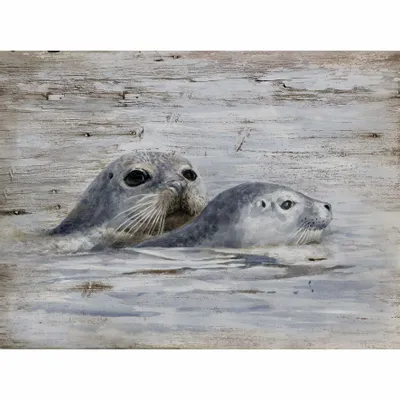 Tableaux - Tableau phoques sur base bois - 33 x 25 cm (pin) - TRADE WINDS