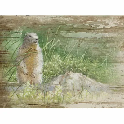 Tableaux - Tableau marmotte sur base bois 33x25 cm (pin) - TRADE WINDS