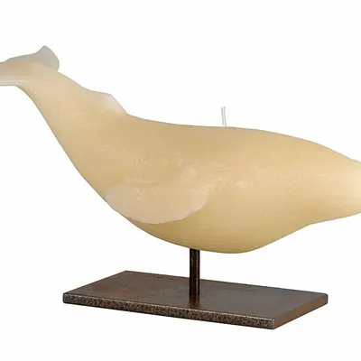Bougies - SIR LANKESTER WHALE - CERABELLA SL
