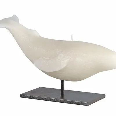 Bougies - SIR LANKESTER WHALE - CERABELLA SL