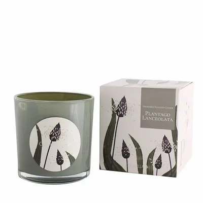 Candles - FLORA SILVESTRIS CASCALVEL PLANTAGO LANCEOLATA COLLECTION - CERABELLA SL