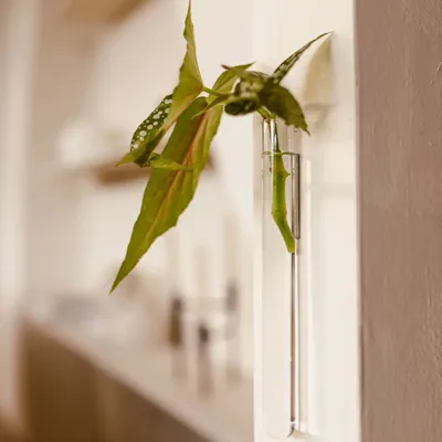Vases - Soliflore (1 pièce) - WALLEAF