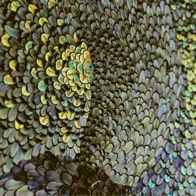 Pièces uniques - Oeuvre murale en plumes - AMANDINE BONNEAU