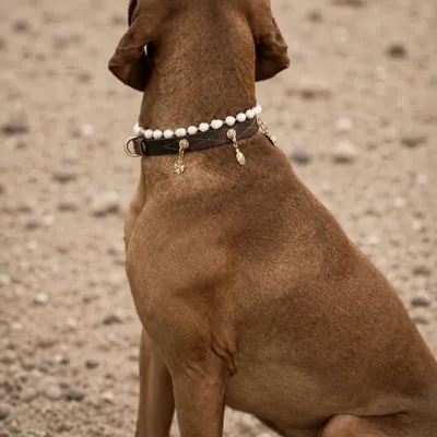 Accessoires animaux - Cognac Dog Collar - UNLEASH CPH
