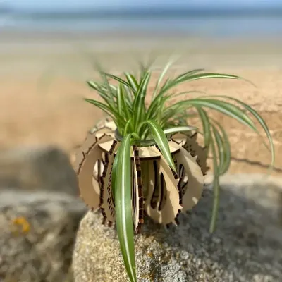 Vases - Baby Urchin - Plant pot - LA COUR DU JUCH
