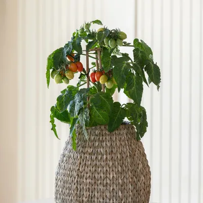 Decorative objects - Basket Sidi - GOMMAIRE