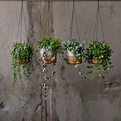 Flower pots - The Banana Plant Hanger - Natural White - S - BAZAR BIZAR LIVING