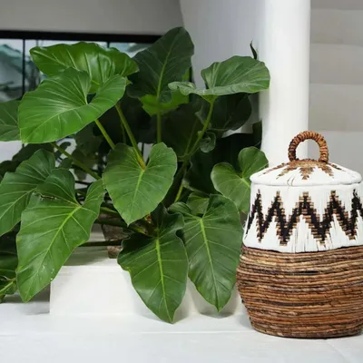 Coffrets et boîtes - Le Panier Little Bay Beach - Naturel Blanc - M - BAZAR BIZAR LIVING