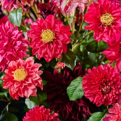 Floral decoration - Vibrant pink Dahlias - SILK-KA BV