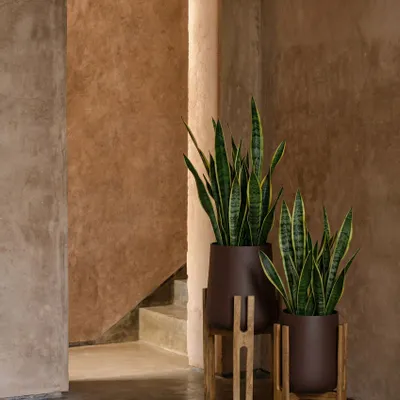 Flower pots - The Forked Root Planter - Natural Brown - M - BAZAR BIZAR LIVING