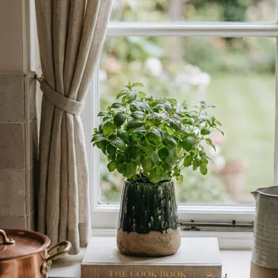 Flower pots - The Moss Conical Planter - Concrete Green - M - BAZAR BIZAR LIVING
