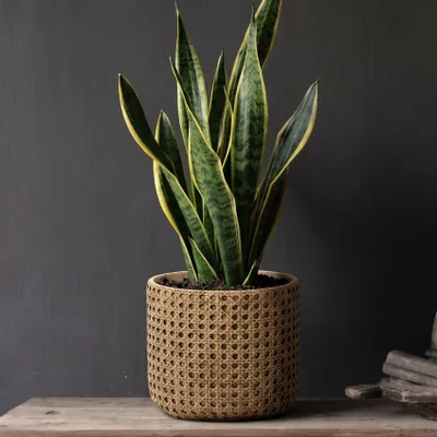Flower pots - The RattanRock Planter - Natural - L - BAZAR BIZAR LIVING