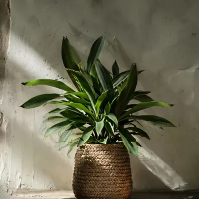 Pots de fleurs - Le Cache-Pot Fake Braided - Naturel - L - BAZAR BIZAR LIVING
