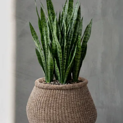 Flower pots - The Faux-Puff Planter - Brown - L - BAZAR BIZAR LIVING