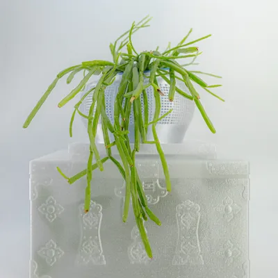 Objets design - SOHO - KMOMENT
