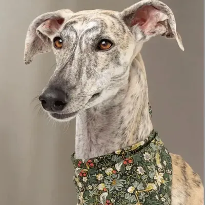 Accessoires animaux - Bandana Strawberry Thief - CLOUD 7