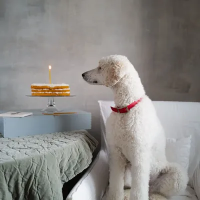 Decorative objects - PET Birthday Candles - OVO THINGS