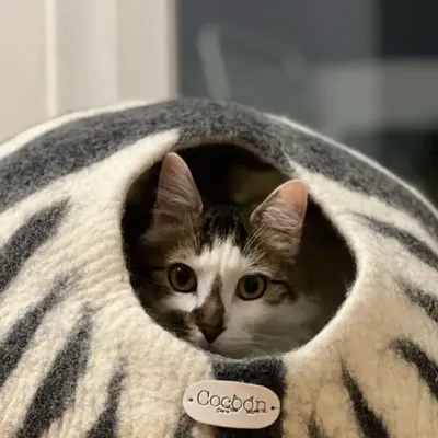 Rugs - Cat Cocoon, Cat Cave, Cat Sleeping, Cat Sleeping, Cat Basket, Igloo, Cat House, Bed, Cabin, Cat House - COCOON PARIS