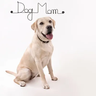 Gifts - Wall decoration\" Dog\” made of wire\ "Dog Mom\” - to pin - BIJOUX DE MUR