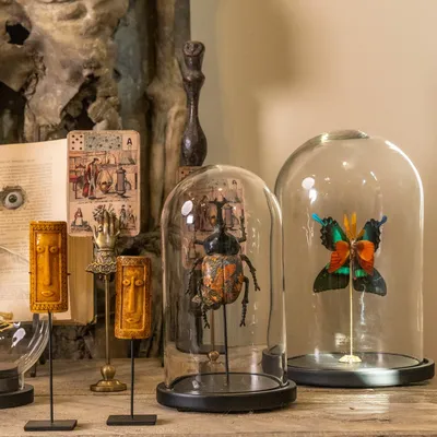 Objets de décoration - Curieux Spécimens - ATELIERS DAVOY